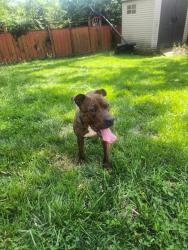 Found/Stray Male Dog last seen Ridgeview & w 8th , Cincinnati, OH 45204