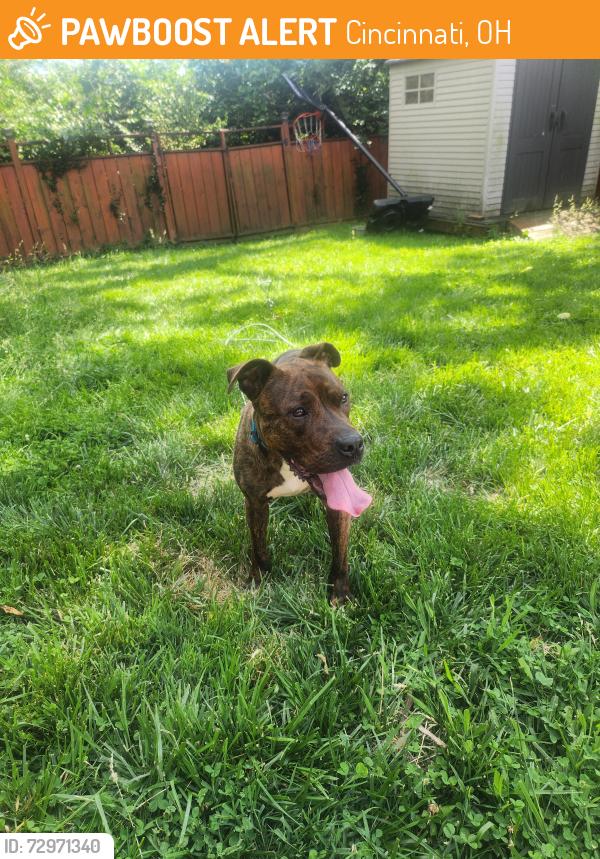 Found/Stray Male Dog last seen Ridgeview & w 8th , Cincinnati, OH 45204