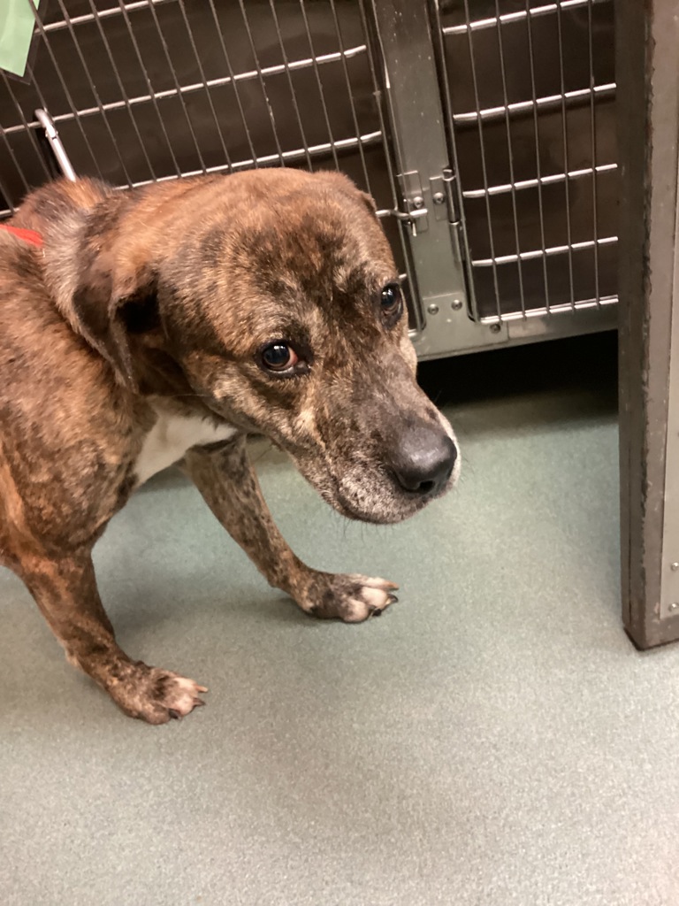 Shelter Stray Male Dog last seen Wetherbern Lane, RALEIGH, NC, 27615, Raleigh, NC 27610