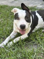 Found/Stray Male Dog last seen Circle K, Floral City, FL 34436