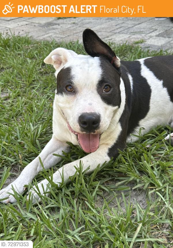 Found/Stray Male Dog last seen Circle K, Floral City, FL 34436
