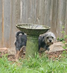 Reunited Male Dog last seen Heights Way (Shavano Heights Neighborhood) Lockhill Selma , San Antonio, TX 78230