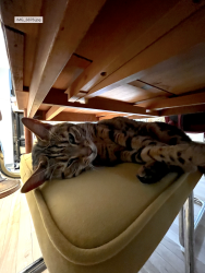 Reunited Male Cat last seen Near Marquette, Le Plateau, Montréal, QC H2J 3X1