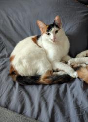 Lost Female Cat last seen Widnes Station , Halton, England WA8 9QH