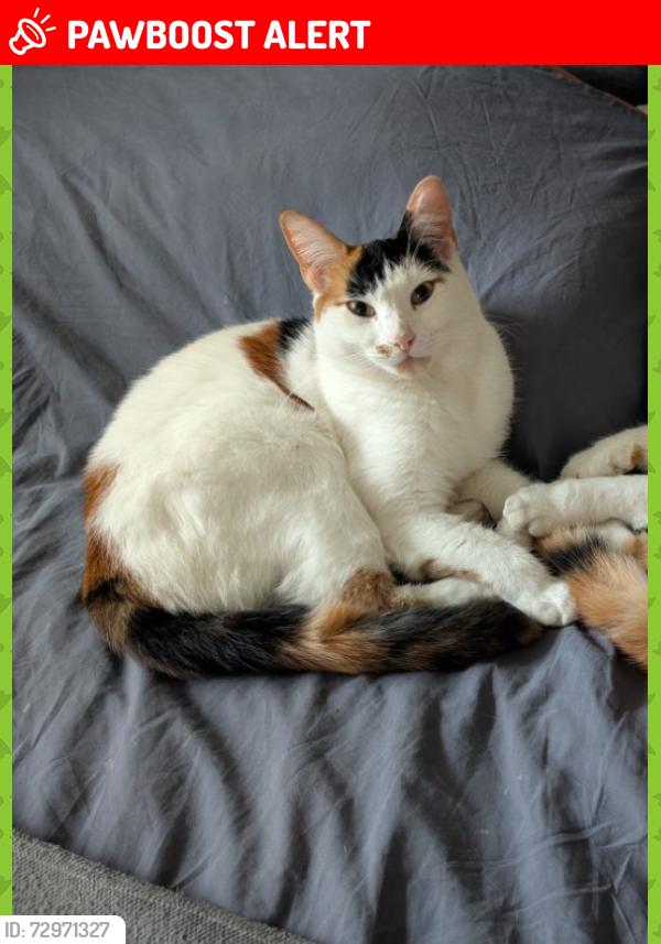 Lost Female Cat last seen Widnes Station , Halton, England WA8 9QH
