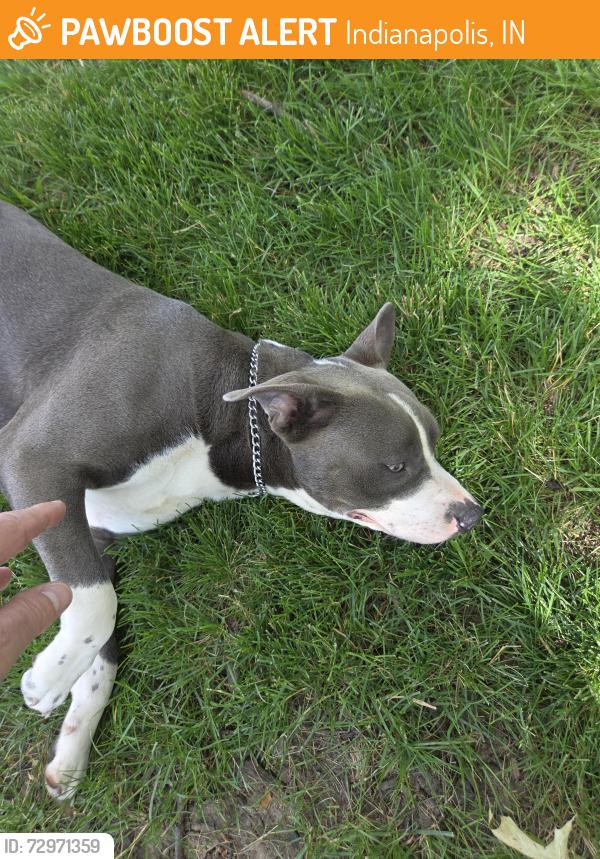 Found/Stray Male Dog last seen Somerset apmts Dog Park, Indianapolis, IN 46240