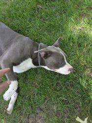 Found/Stray Male Dog last seen Somerset apmts Dog Park, Indianapolis, IN 46240