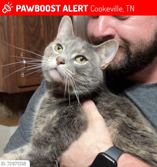 Lost Female Cat last seen white road cookeville tennessee, bunker hill road cookeville tennessee, Cookeville, TN 38506