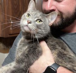Lost Female Cat last seen white road cookeville tennessee, bunker hill road cookeville tennessee, Cookeville, TN 38506