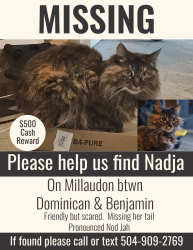 Reunited Female Cat last seen Corner of Domenican & Millaudon, New Orleans, LA 70118