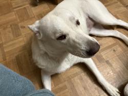Reunited Female Dog last seen West hill , Cleburne, TX 76033