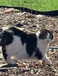 Lost Male Cat last seen Legend Oaks Dr Amelia, OH, Pierce Township, OH 45102