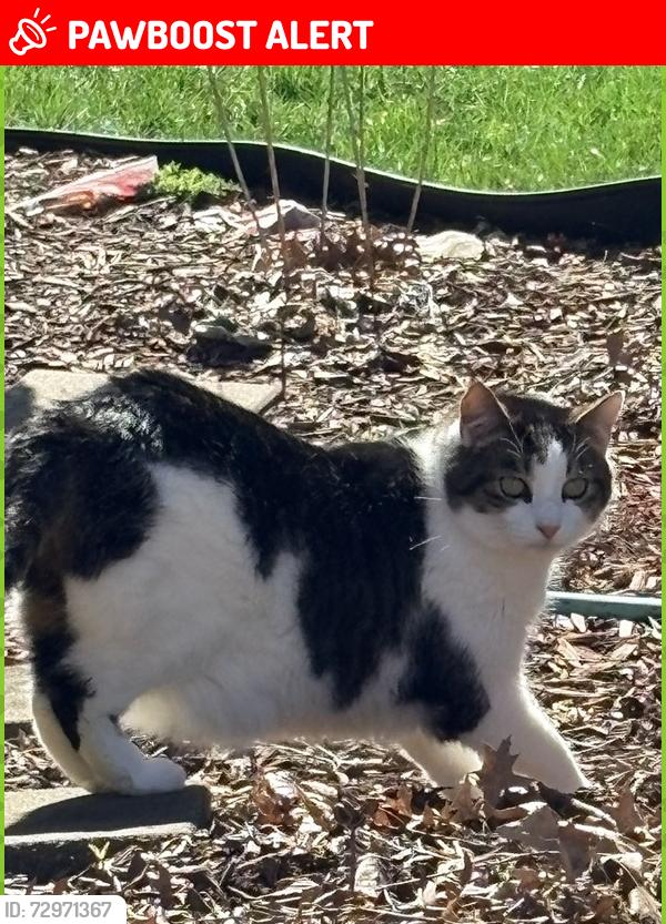 Lost Male Cat last seen Legend Oaks Dr Amelia, OH, Pierce Township, OH 45102