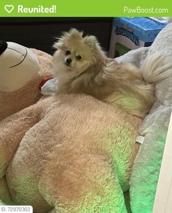 Reunited Female Dog last seen W County Road 121 and S County Road 1195, Midland, TX 79706