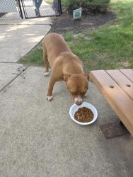 Found/Stray Female Dog last seen Somerset apmt dog park, Indianapolis, IN 46240