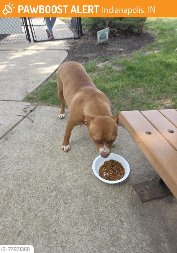 Found/Stray Female Dog last seen Somerset apmt dog park, Indianapolis, IN 46240