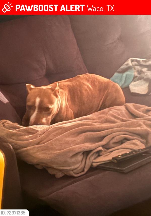 Lost Female Dog last seen Parrish, Waco, TX 76705