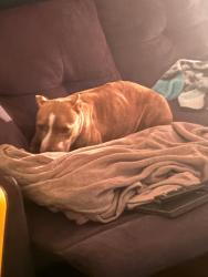 Lost Female Dog last seen Parrish, Waco, TX 76705