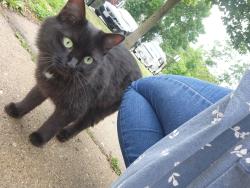 Reunited Female Cat last seen Armitage and Kostner, Chicago, IL 60639