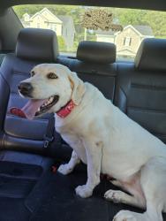 Reunited Female Dog last seen Near Rutledge Landing Dr, Knightdale, NC 27545, USA, Knightdale, NC 27545