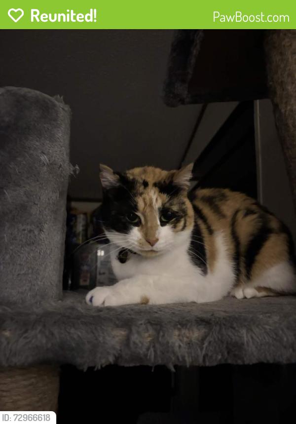 Reunited Female Cat last seen Friendship Gas Station, Wakeman, OH 44826