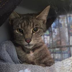 Shelter Stray Female Cat last seen , 54687 Co Rd 19, Bristol, IN 46507, USA