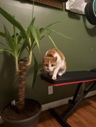 Lost Male Cat last seen NE 79th and Klickitat, Portland, OR 97213