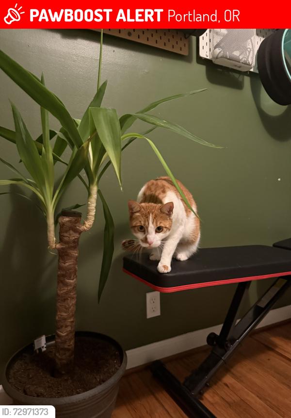 Lost Male Cat last seen NE 79th and Klickitat, Portland, OR 97213