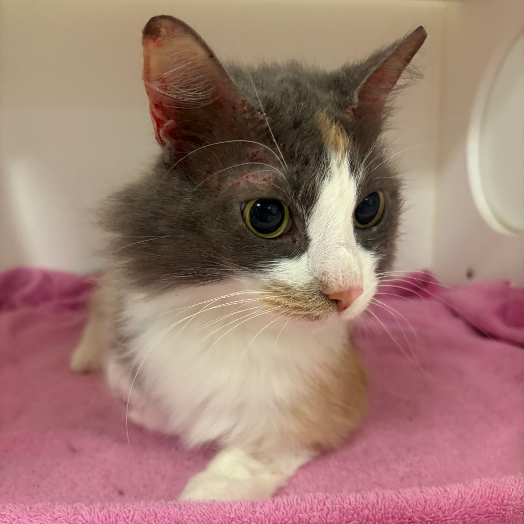 Shelter Stray Female Cat last seen , Animal Care & Control Team of Philly, 111 W Hunting Park Ave, Philadelphia, PA 19140, USA