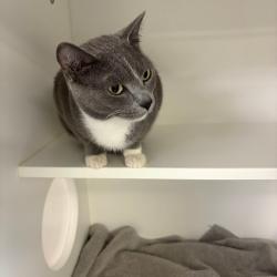 Shelter Stray Female Cat last seen , Philadelphia, PA 19140