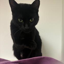 Shelter Stray Female Cat last seen , Philadelphia, PA 19140