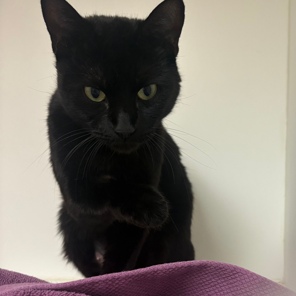 Shelter Stray Female Cat last seen , Animal Care & Control Team of Philly, 111 W Hunting Park Ave, Philadelphia, PA 19140, USA