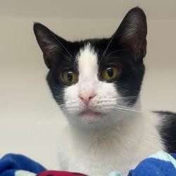 Shelter Stray Female Cat last seen , Philadelphia, PA 19140