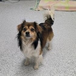 Shelter Stray Male Dog last seen , Caldwell, ID 83605