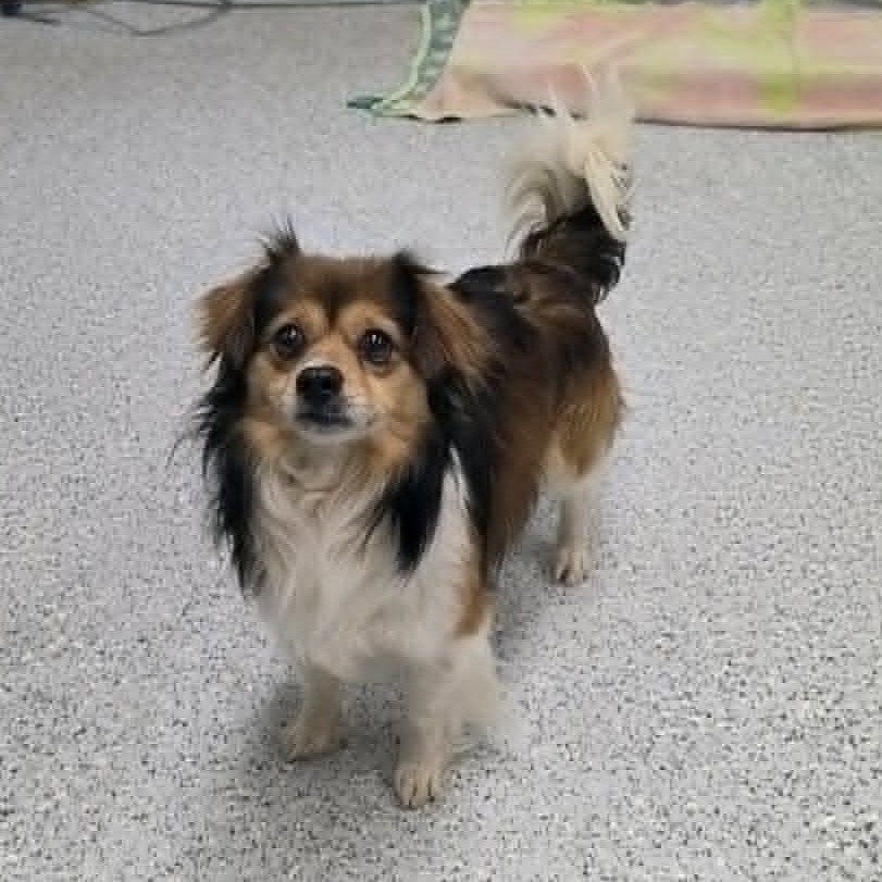 Shelter Stray Male Dog last seen , Caldwell, ID 83605