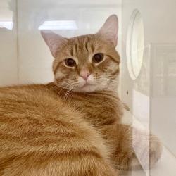 Shelter Stray Male Cat last seen , Philadelphia, PA 19140