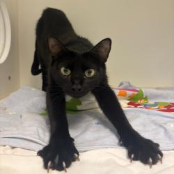 Shelter Stray Female Cat last seen , Philadelphia, PA 19140