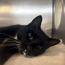 Shelter Stray Male Cat last seen , Philadelphia, PA 19140