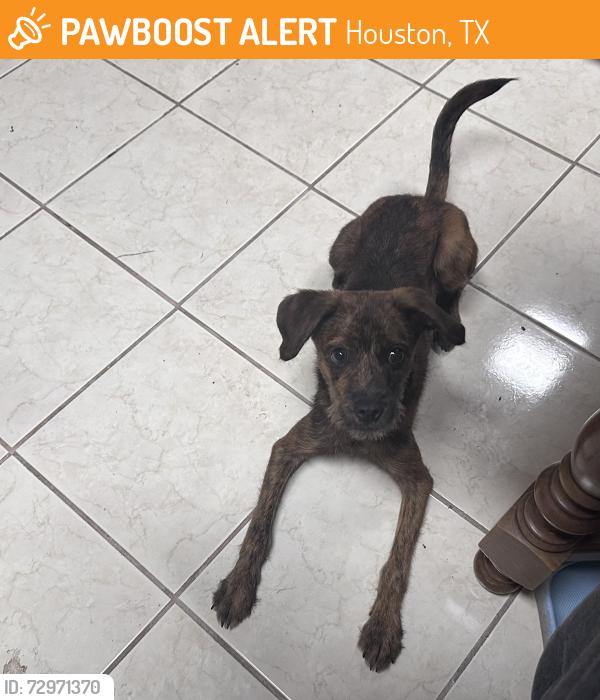 Found/Stray Male Dog last seen Blueberry Hill Dr and Merrivale Dr, Houston, TX 77084