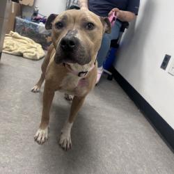 Shelter Stray Female Dog last seen , Philadelphia, PA 19140
