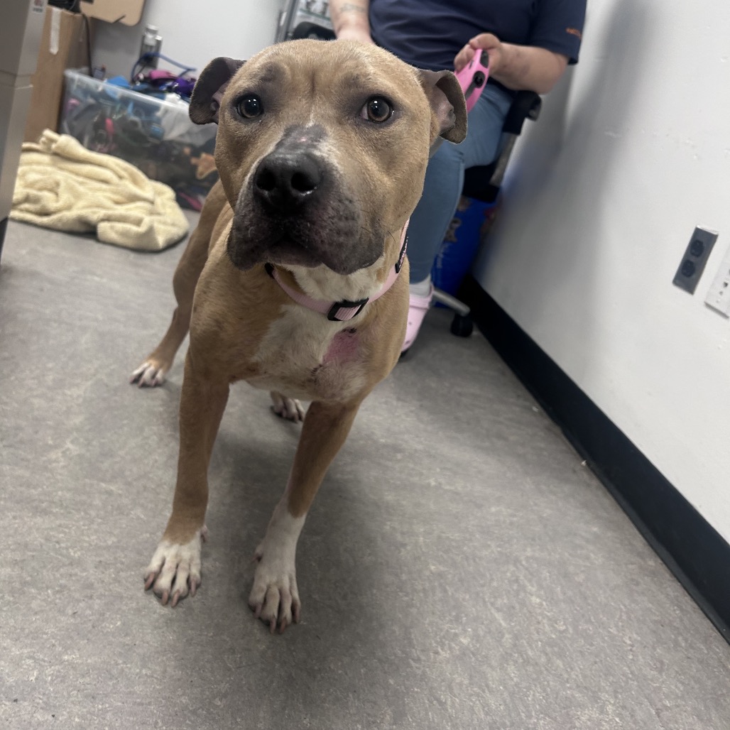 Shelter Stray Female Dog last seen , Animal Care & Control Team of Philly, 111 W Hunting Park Ave, Philadelphia, PA 19140, USA