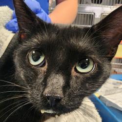 Shelter Stray Male Cat last seen , 328 Furman Hall Rd, Greenville, SC 29609, USA