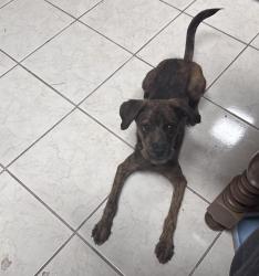 Found/Stray Male Dog last seen Blueberry Hill Dr and Merrivale Dr, Houston, TX 77084