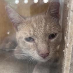 Shelter Stray Male Cat last seen , Philadelphia, PA 19140