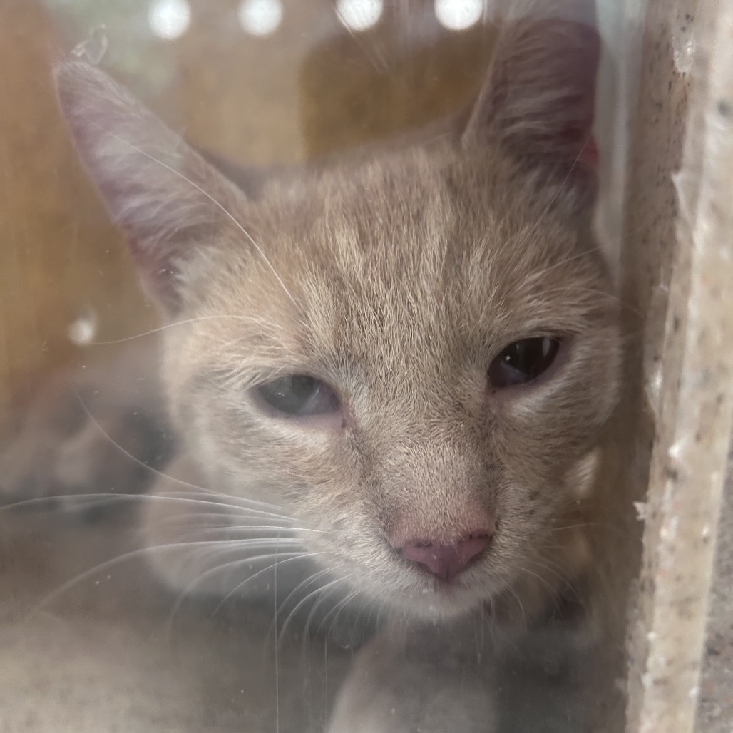 Shelter Stray Male Cat last seen , Philadelphia, PA 19140