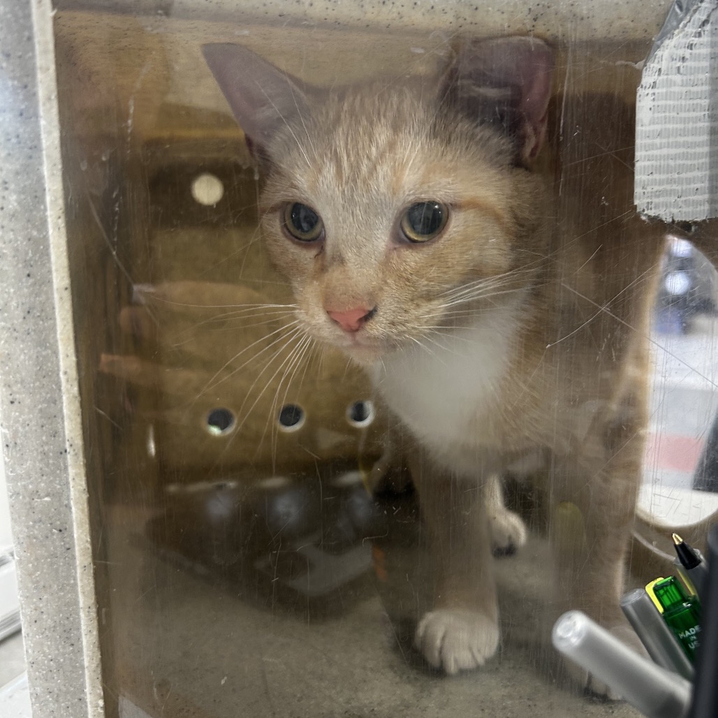 Shelter Stray Male Cat last seen , Philadelphia, PA 19140