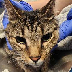 Shelter Stray Male Cat last seen , 328 Furman Hall Rd, Greenville, SC 29609, USA