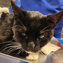 Shelter Stray Male Cat last seen , 328 Furman Hall Rd, Greenville, SC 29609, USA