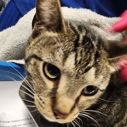 Shelter Stray Male Cat last seen , 328 Furman Hall Rd, Greenville, SC 29609, USA
