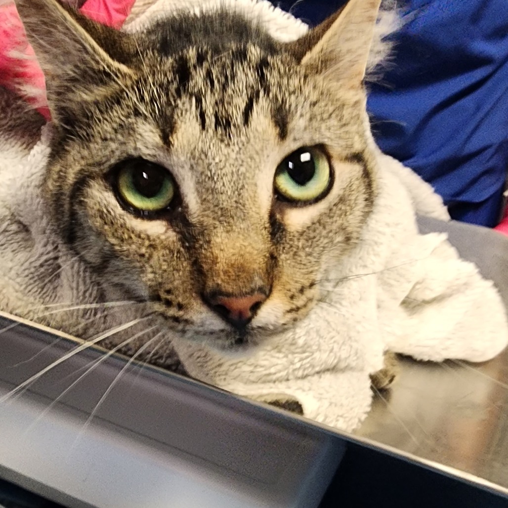 Shelter Stray Female Cat last seen , 328 Furman Hall Rd, Greenville, SC 29609, USA